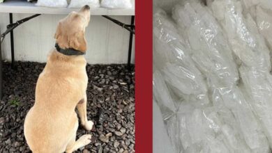 Perro descubre cargamento de droga durante operativo de la GN