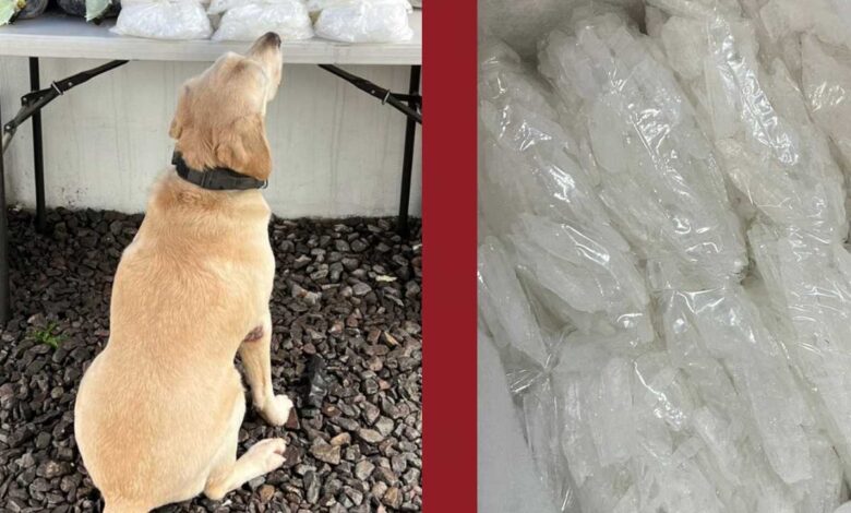 Perro descubre cargamento de droga durante operativo de la GN