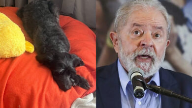 Resistencia, la perra callejera que llega al poder con Lula