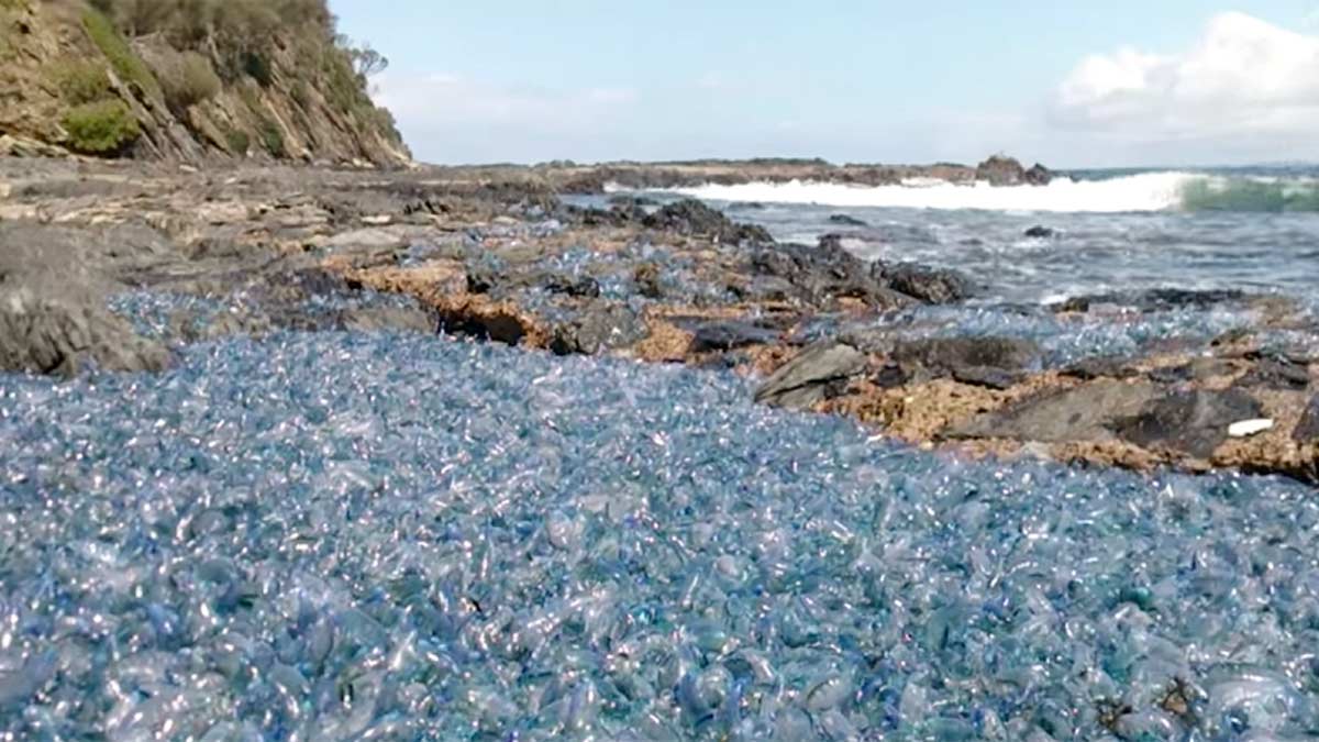 Si no son plásticos… ¿Qué son estos extraños organismos?