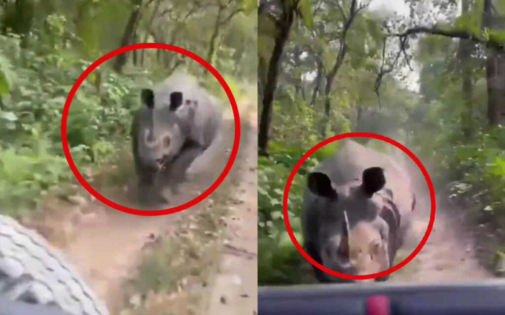 Video: Rinoceronte persigue a un grupo de turistas en un parque de India