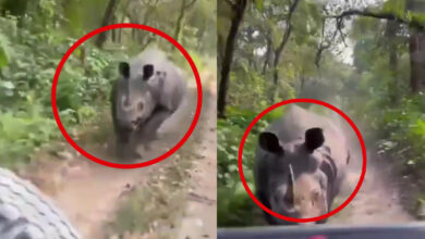 Video: Rinoceronte persigue a un grupo de turistas en un parque de India