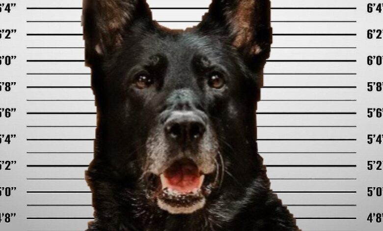 acusan a perro policía de “robar” el almuerzo de un compañero; su foto de arresto se vuelve viral