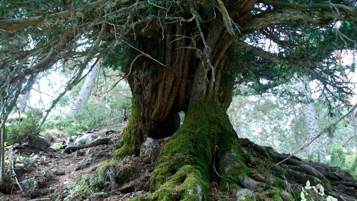 las propiedades curativas de un árbol tóxico