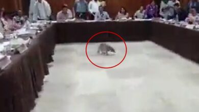 ¡Agárrenlo! Mapaches interrumpen sesión de cabildo en Acapulco | Video