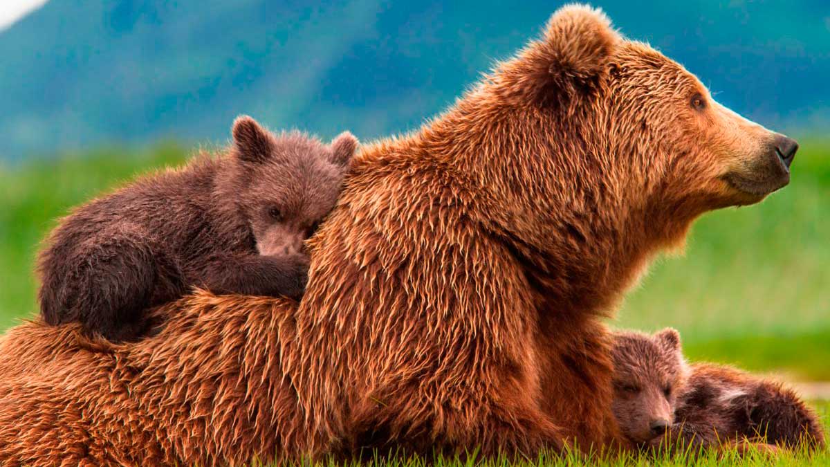 ¿Cómo se comunican los osos pardos?