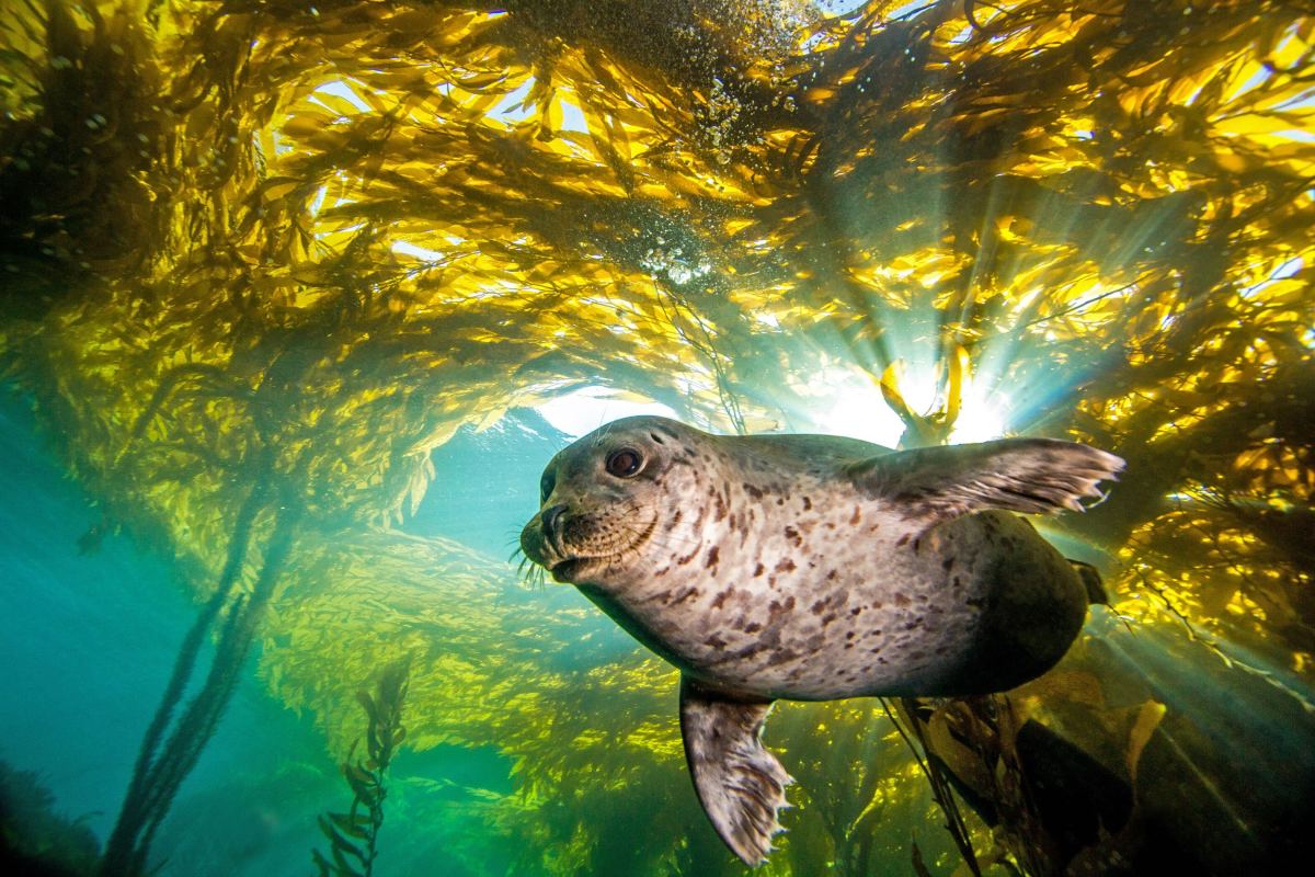 ¿Es la conservación de los océanos la próxima tecnología climática? 7 inversores explican por qué están todos en