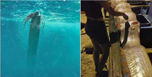 VIDEO: Hallan un impresionante y gran pez Remo, es predictor de terremotos