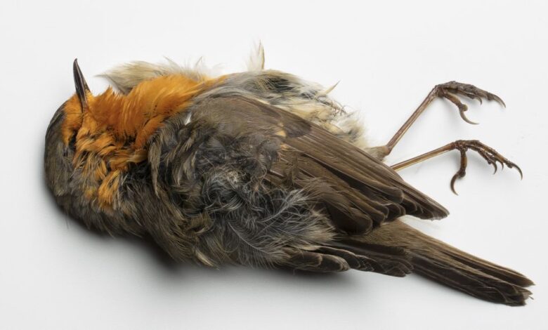 Científicos convirtieron pájaros muertos en drones zombis para espiar a los humanos