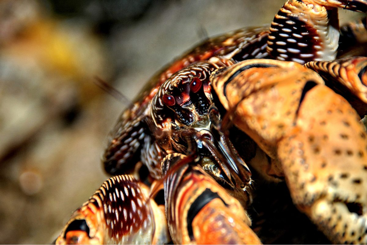 5 animales invertebrados desconocidos por la mayoría