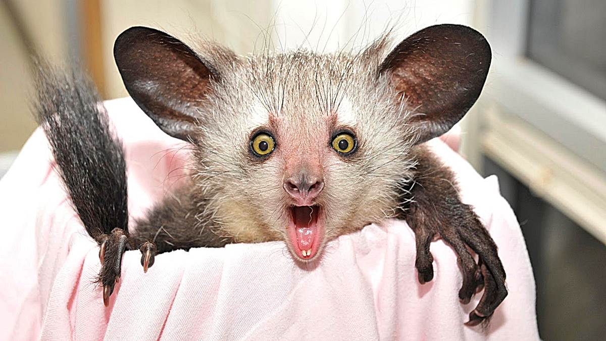 5 animales raros del planeta que seguramente no conoces