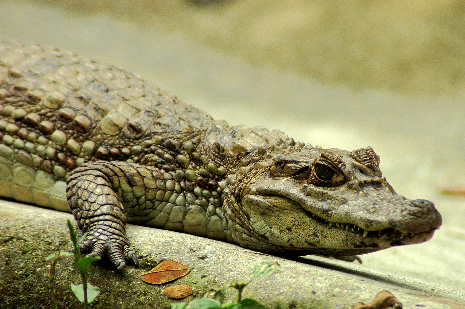 6 leyendas urbanas en las que todavía creemos