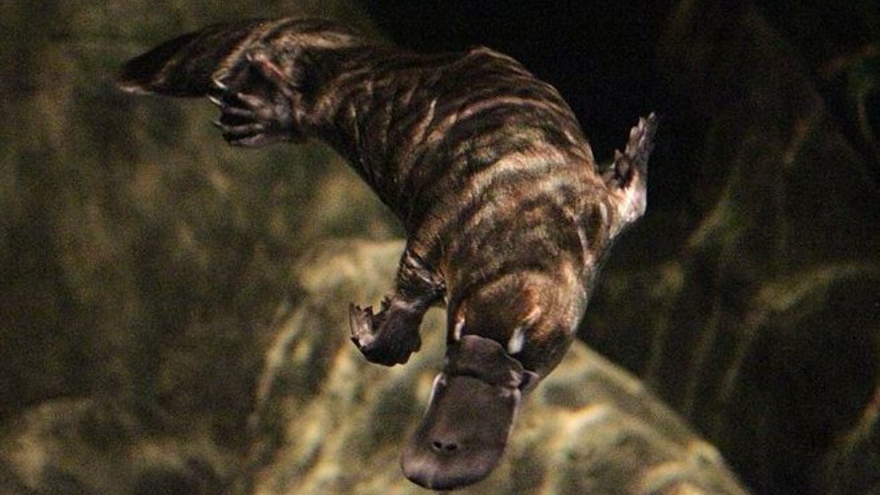 Algunos mamíferos con aspecto de reptiles