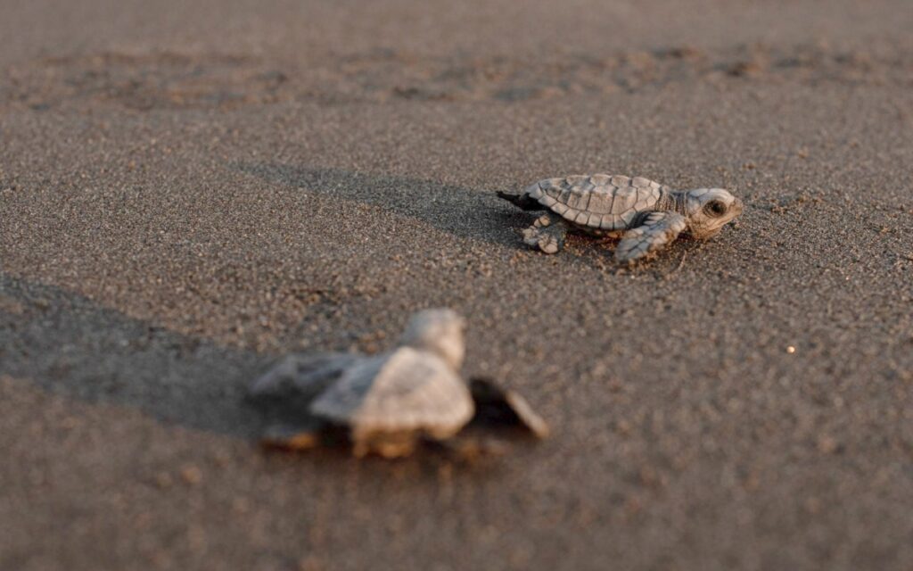 Áreas Naturales Protegidas de Fonatur protegerán 15 especies en peligro