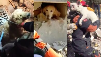 Así fue el conmovedor rescate de 3 lomitos de los escombros a casi 10 días del sismo en Turquía | Videos