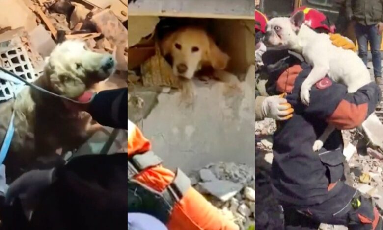 Así fue el conmovedor rescate de 3 lomitos de los escombros a casi 10 días del sismo en Turquía | Videos