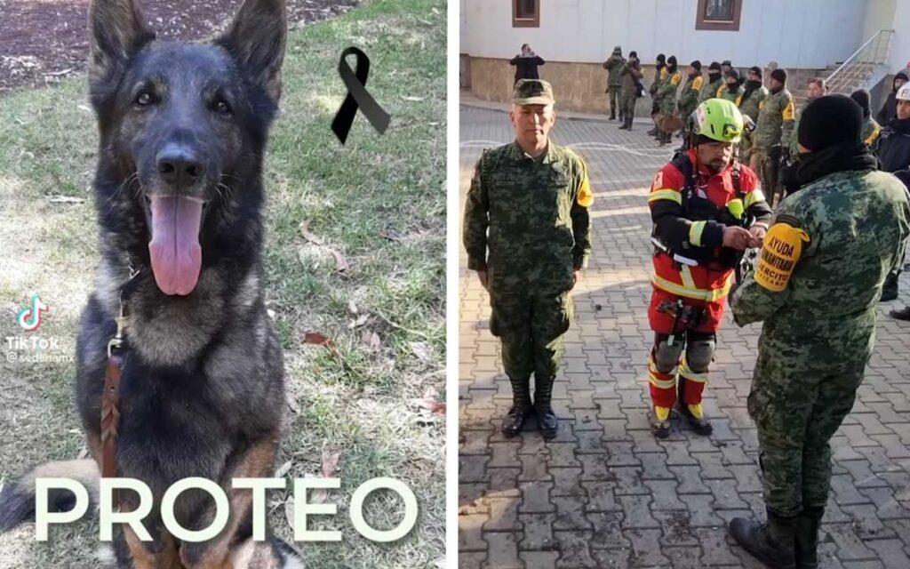 Así fue el emotivo homenaje a 'Proteo', perrito rescatista mexicano que murió en Turquía | Videos