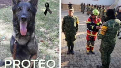 Así fue el emotivo homenaje a 'Proteo', perrito rescatista mexicano que murió en Turquía | Videos