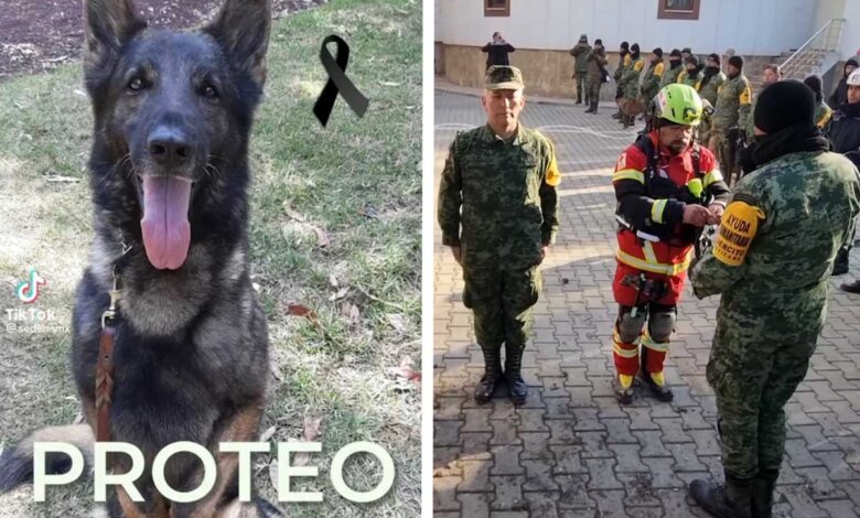 Así fue el emotivo homenaje a 'Proteo', perrito rescatista mexicano que murió en Turquía | Videos