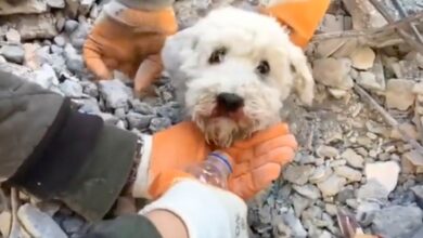 Así fue el emotivo rescate de un lomito de entre los escombros en Turquía | Video