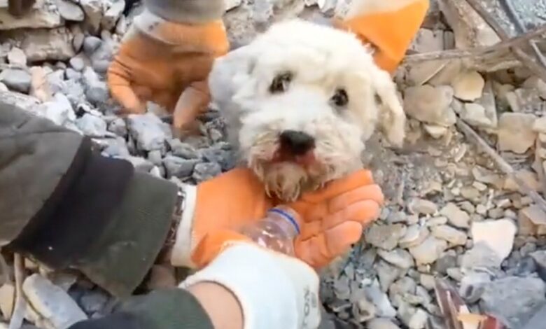 Así fue el emotivo rescate de un lomito de entre los escombros en Turquía | Video