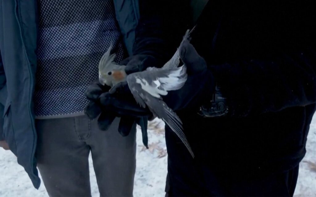 Así rescataron a un loro atrapado bajo los escombros en Turquía | Video