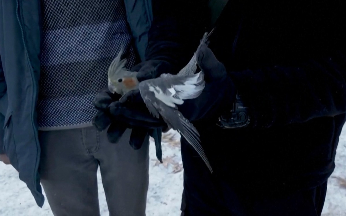 Así rescataron a un loro atrapado bajo los escombros en Turquía | Video