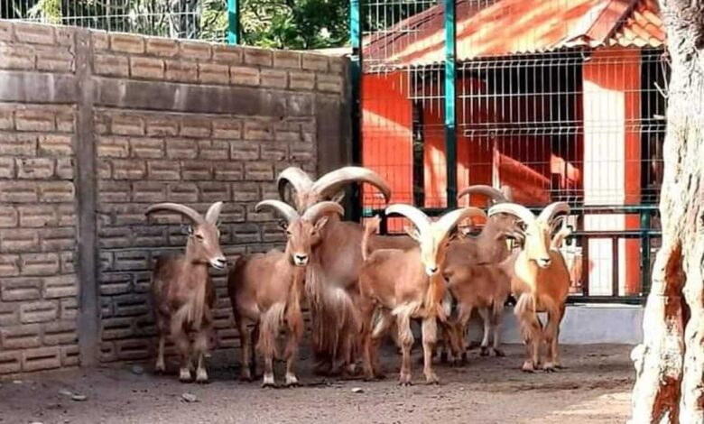 Buscan inhabilitar y retirar cédula a exdirector de ZooChilpan