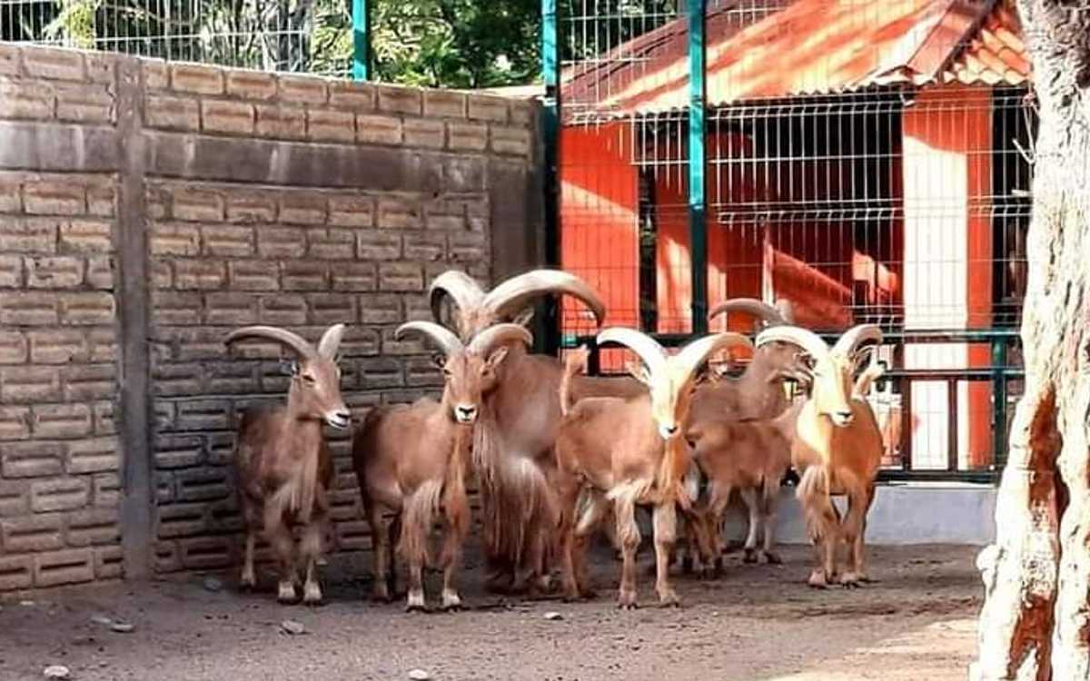 Buscan inhabilitar y retirar cédula a exdirector de ZooChilpan