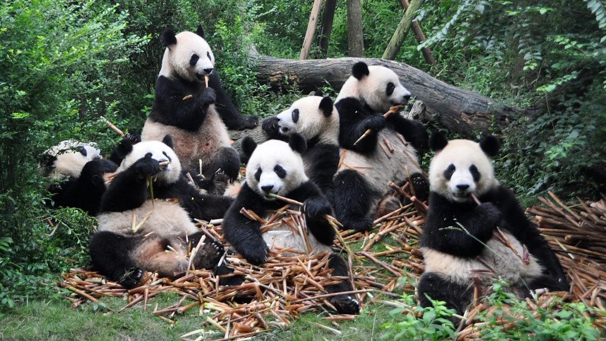 Datos curiosos sobre los osos panda gigantes