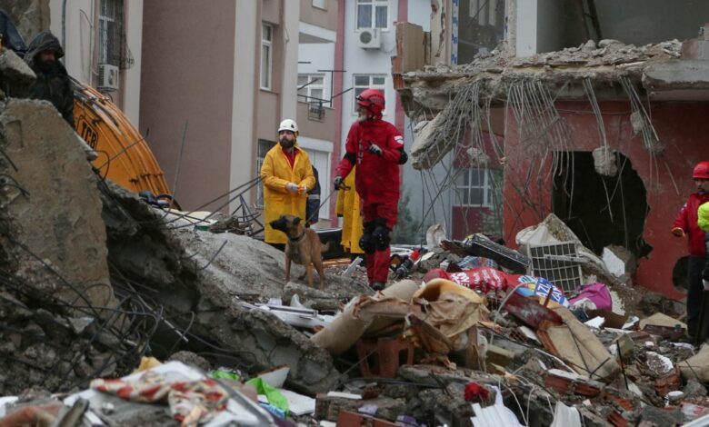 Decenas de perros se unen al rescate por terremoto en Turquía