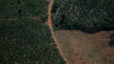 Deforestación en la Amazonía brasileña cae 61% en primer mes de Lula