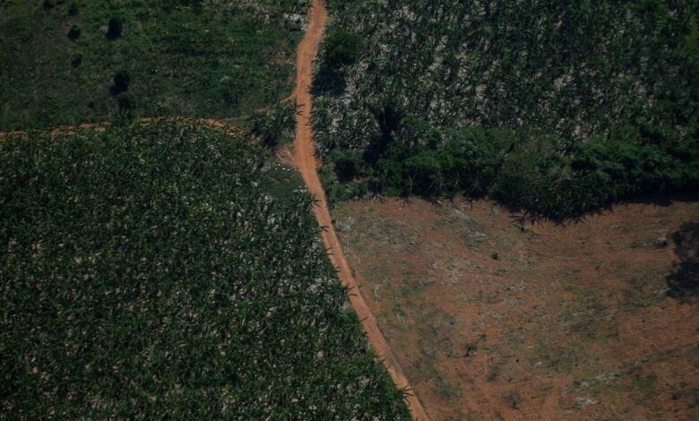 Deforestación en la Amazonía brasileña cae 61% en primer mes de Lula