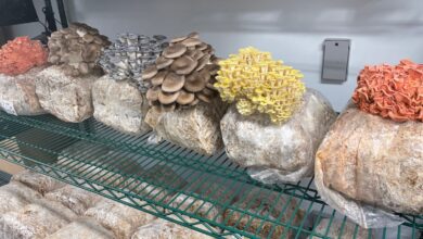 Del contenedor de envío a la mesa: Adapt trae granjas urbanas de hongos a EE. UU.