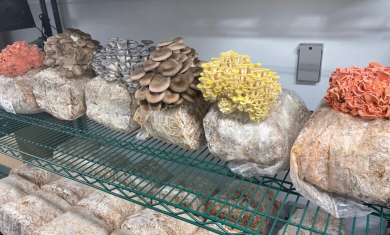 Del contenedor de envío a la mesa: Adapt trae granjas urbanas de hongos a EE. UU.