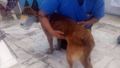 Denuncian agresión sexual contra perrita en Celaya