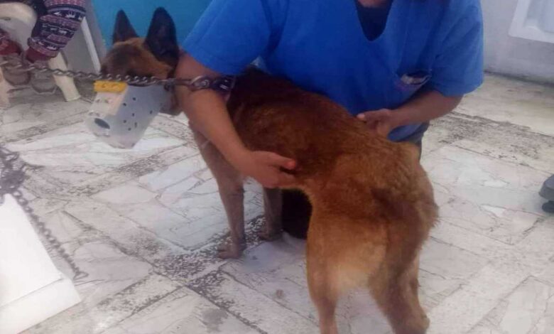 Denuncian agresión sexual contra perrita en Celaya