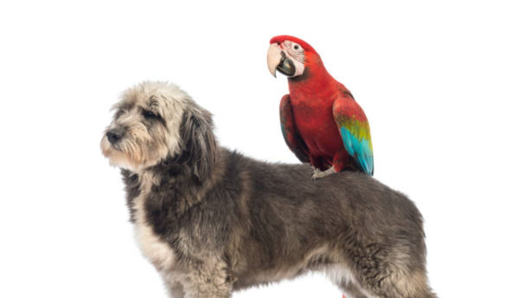 El curioso parecido entre un guacamayo y un perro