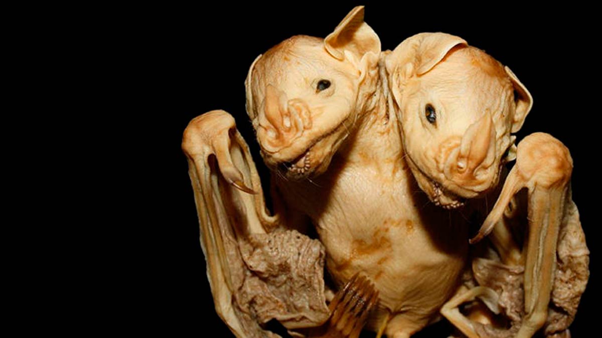 El extraño caso del murciélago de dos cabezas