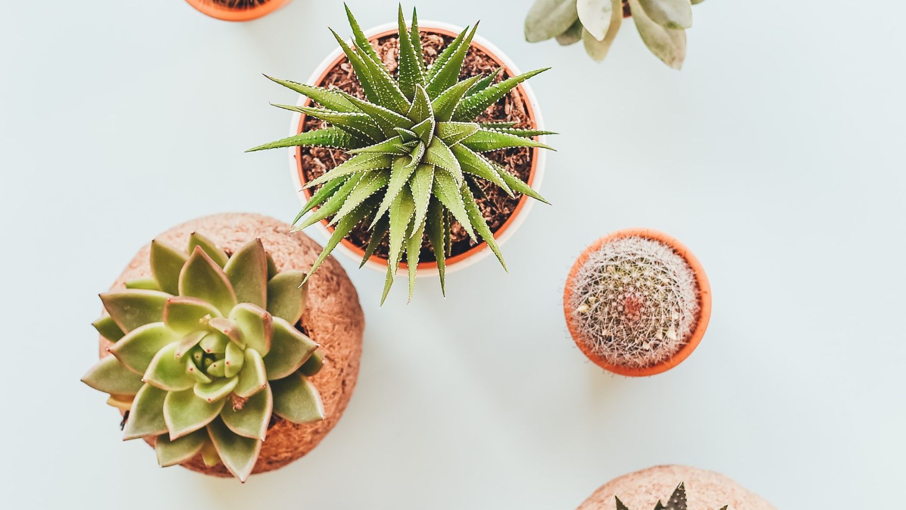 El motivo por el que deberías poner tapones de corcho dentro de tus macetas