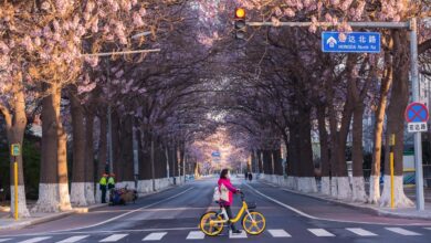 En medio del frenesí de ChatGPT, cien seguidores florecen en China