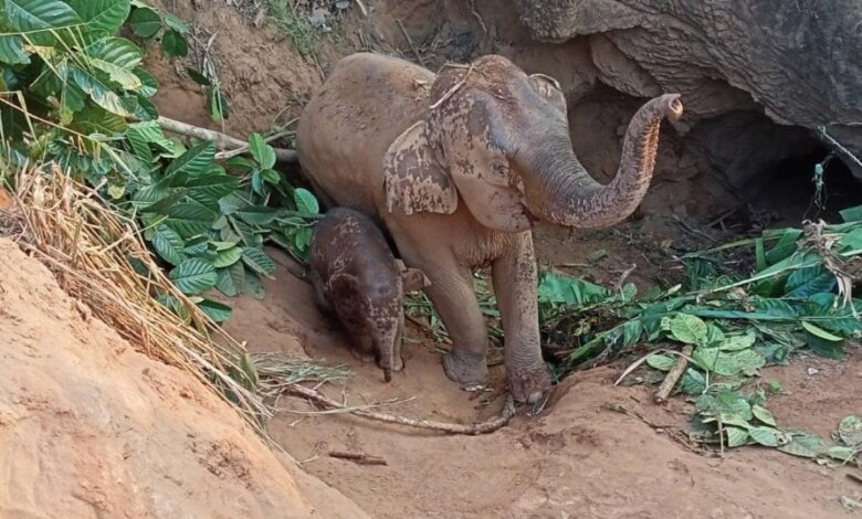 En video: rescatan a mamá elefante y a su cría tras caer en un profundo socavón
