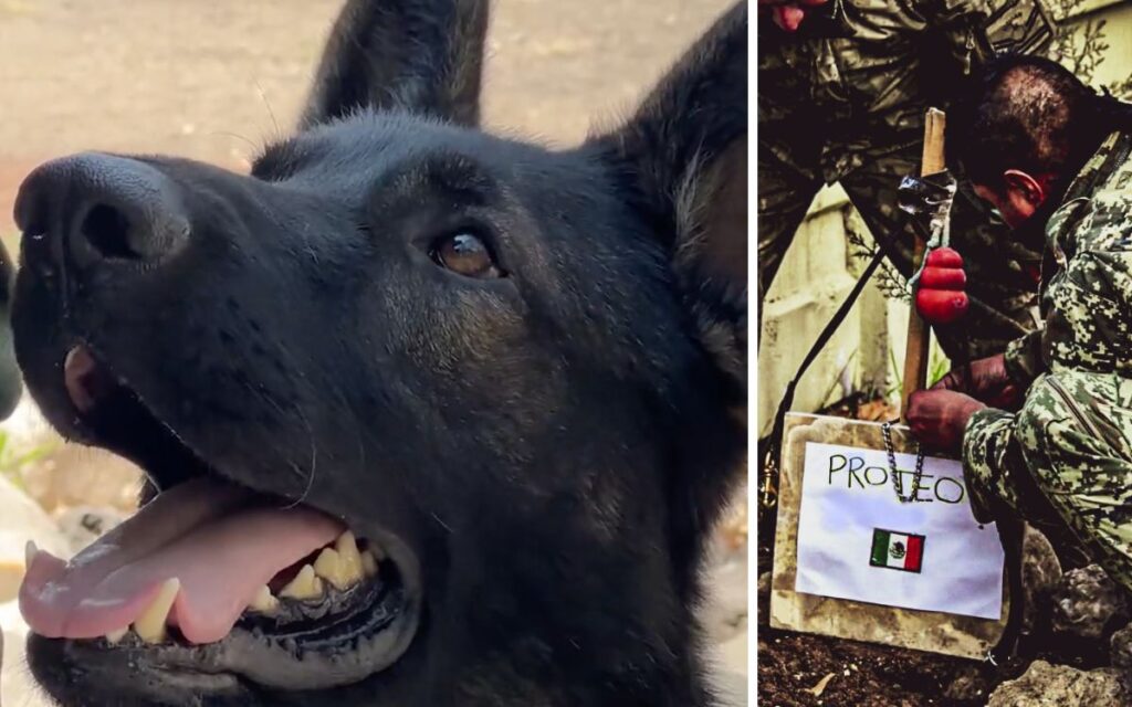 Erigirán en Estambul un monumento a Proteo, el perro rescatista