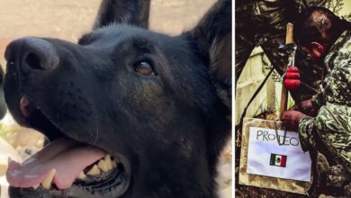 Erigirán en Estambul un monumento a Proteo, el perro rescatista