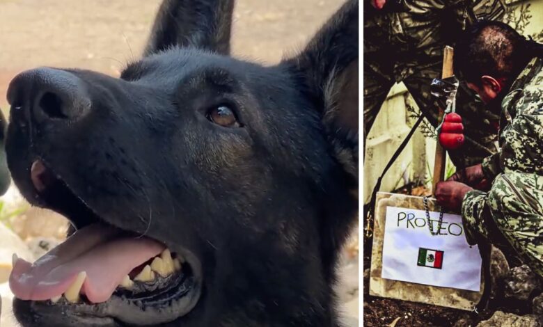Erigirán en Estambul un monumento a Proteo, el perro rescatista
