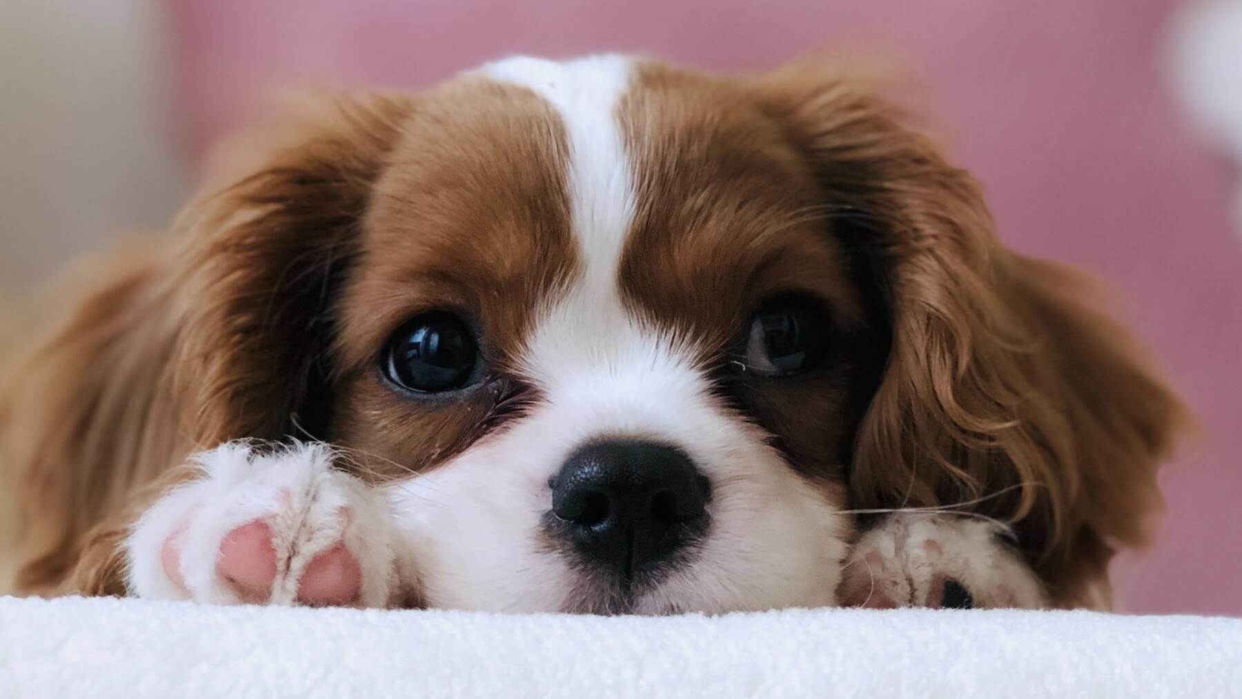 Esta es la ciudad de España en la que es más fácil alquilar un piso si tienes mascota