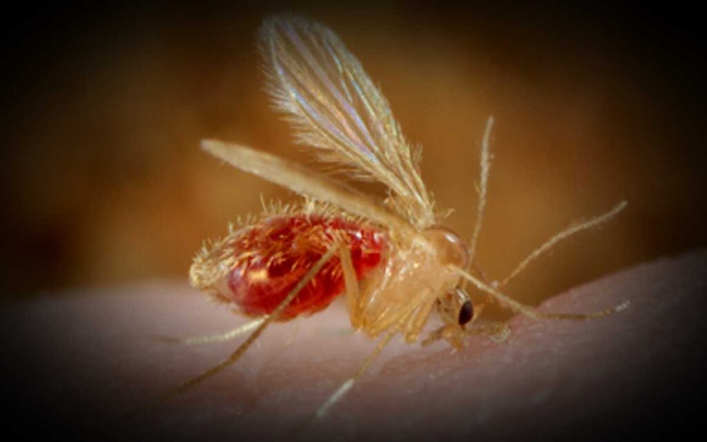 Exigen trabajadores del Tren Maya protección y seguridad laboral