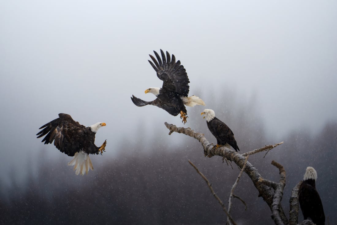 Bald Eagles