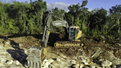 Juez suspende la destrucción de flora en tramo 5 del Tren Maya