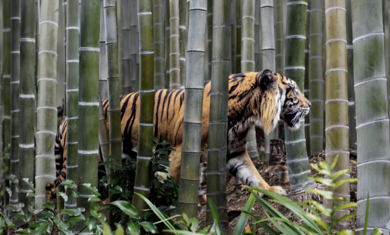 La India de Tiger Global obtiene resultados "muy por debajo del promedio", pero la empresa sigue siendo optimista, dice Scott Shleifer